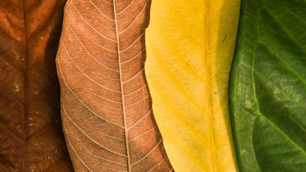 colorful seasonal leaf